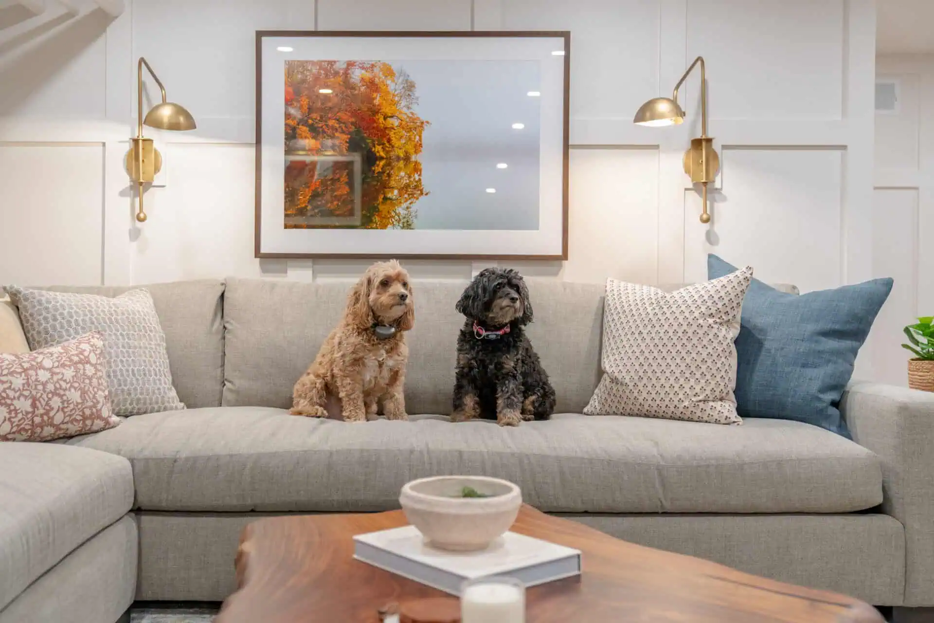 Two dogs on a couch in finished basement